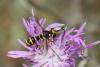 Conops scutellatus